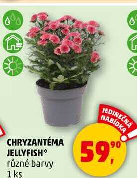 CHRYZANTÉMA JELLYFISH různé barvy, 1 ks 