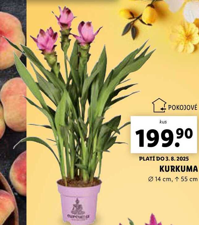 KURKUMA 