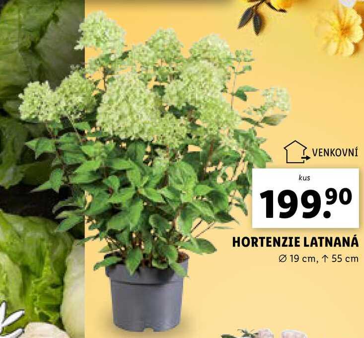 HORTENZIE LATNANÁ 