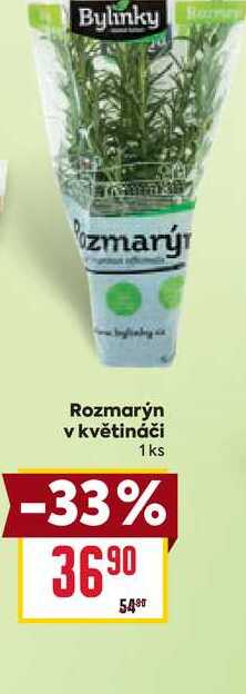 Rozmarýn v květináči 1 ks
