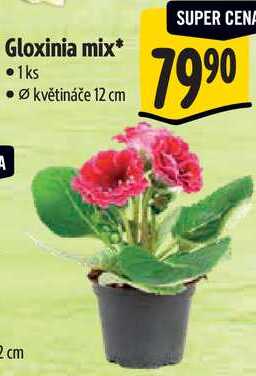 Gloxinia mix