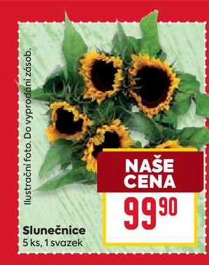 Slunečnice 5 ks, 1 svazek