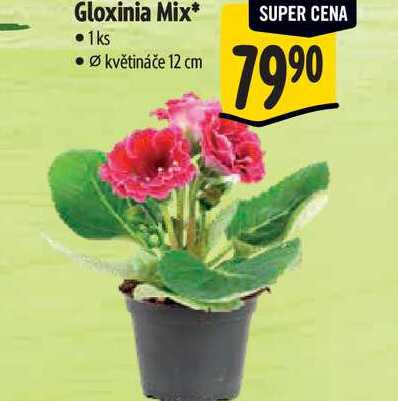 Gloxinia Mix, pr. květináče 12 cm 