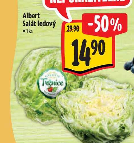 Albert Salát ledový  1 ks
