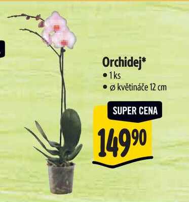 Orchidej, pr. květináče 12 cm  