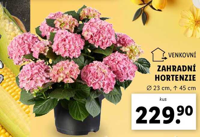 ZAHRADNÍ HORTENZIE 