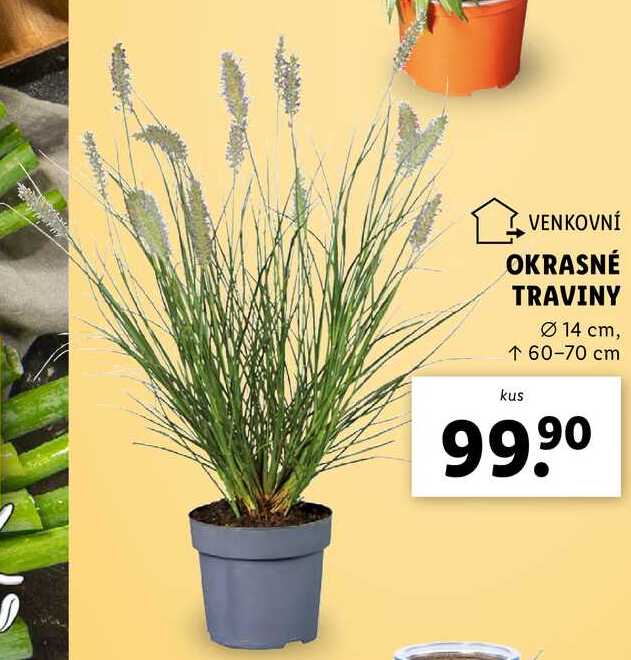OKRASNÉ TRAVINY 