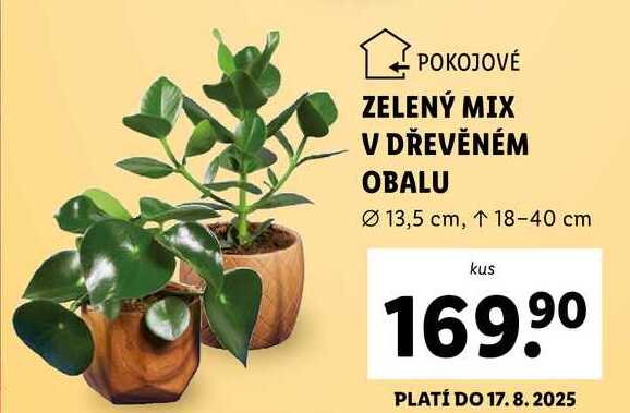 ZELENÝ MIX V DŘEVĚNÉM OBALU 