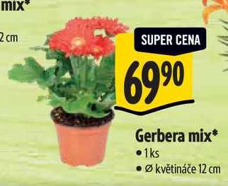 Gerbera mix