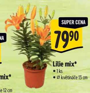 Lilie mix