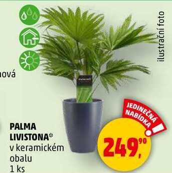 PALMA LIVISTONA v keramickém obalu, 1 ks