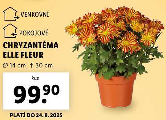 CHRYZANTÉMA ELLE FLEUR