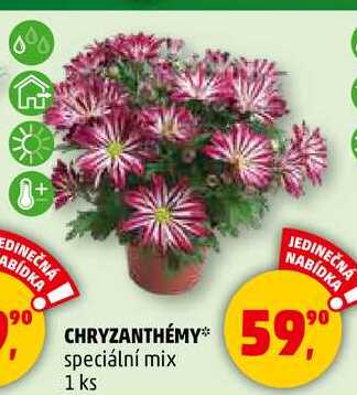 CHRYZANTHÉMY speciální mix, 1 ks  