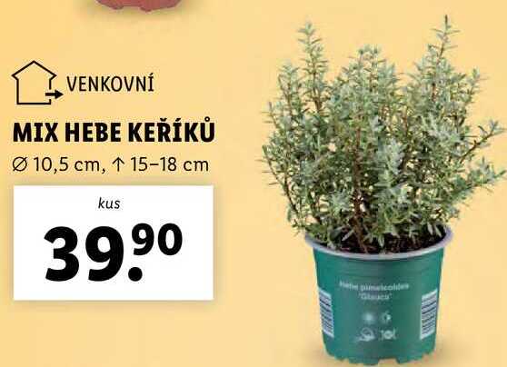 MIX HEBE KEŘÍKŮ 