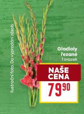 Gladioly řezané 1 svazek