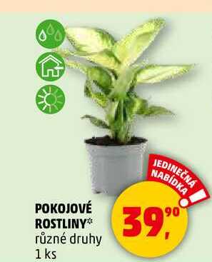 POKOJOVÉ ROSTLINY různé druhy, 1 ks 
