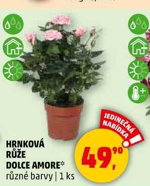 HRNKOVÁ RŮŽE DOLCE AMORE různé barvy, 1 ks