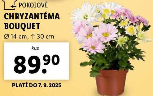 CHRYZANTÉMA BOUQUET