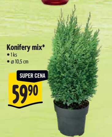 Konifery mix