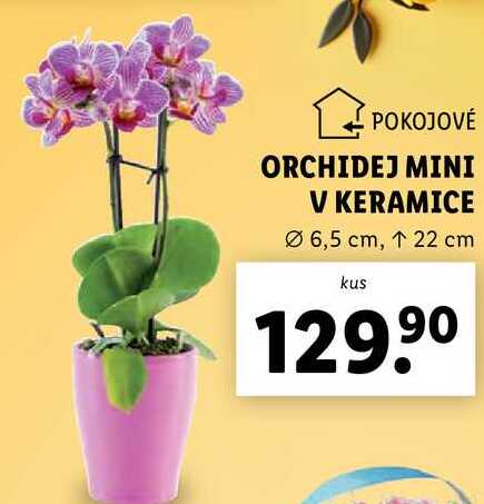 ORCHIDEJ MINI V KERAMICE
