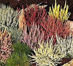 VŘES OBECNÝ (CALLUNA VULGARIS)
