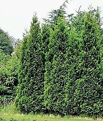 TÚJE ZÁPADNÍ „BRABANT” (THUJA OCCIDENTALIS), CYPŘIŠEK LAWSONŮV „COLUMNARIS” (CHAMAECYPARIS LAWSONIANA)