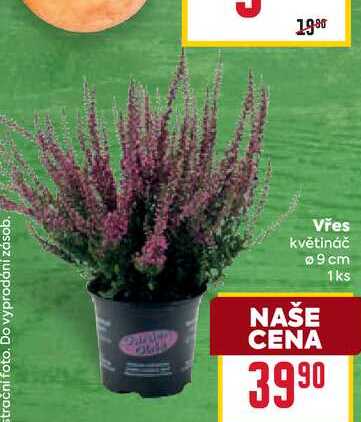 Vřes květináč 9cm 1ks