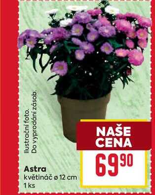 Astra květináč o 12 cm 1 ks