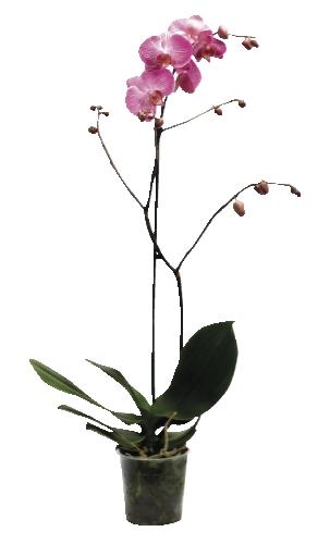 Phalaenopsis 1 výhon, 1 KS