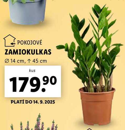 ZAMIOKULKAS 