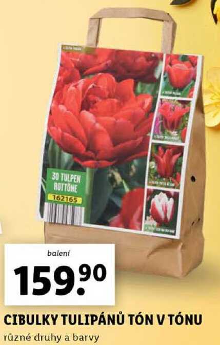 CIBULKY TULIPÁNŮ TÓN V TÓNU 