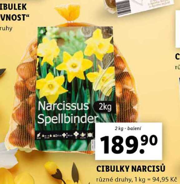 CIBULKY NARCISŮ, 2 kg