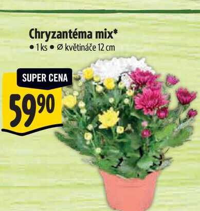 Chryzantéma mix 