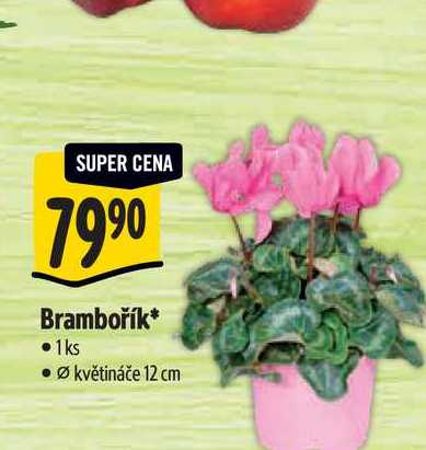   Brambořík, pr. květináče 12 cm 