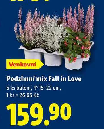 Podzimní mix Fall in Love, 6 ks 