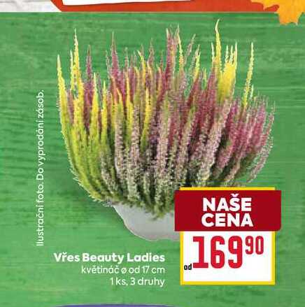Vřes Beauty Ladies květináč o od 17 cm 1ks