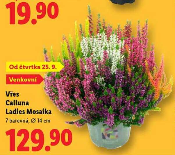 Vřes Calluna Ladies Mosaika