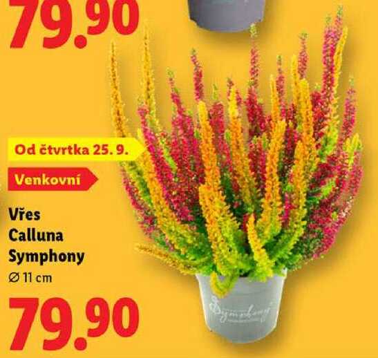 Vřes Calluna Symphony 