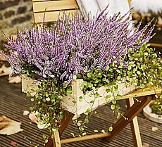 VŘES OBECNÝ „GARDEN GIRLS” (CALLUNA VULGARIS)