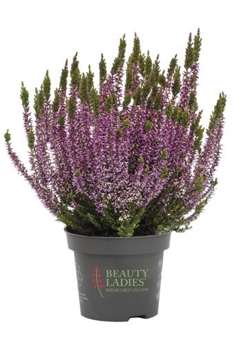 Calluna, 1 KS