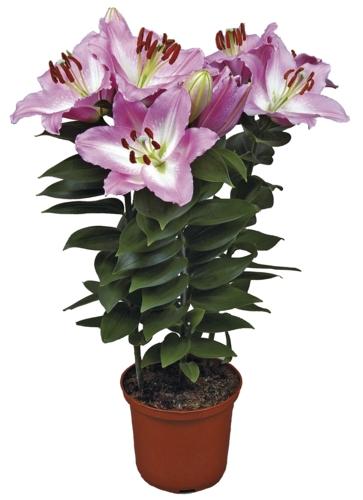 Lilium oriental