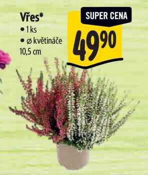 Vřes
