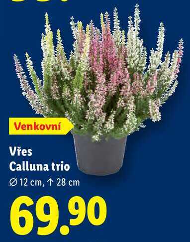 Vřes Calluna trio 