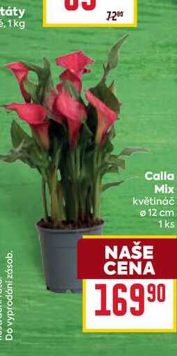 Calla Mix květináč 12 cm