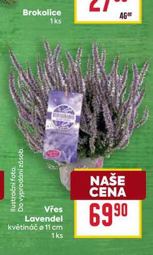 Vřes Lavendel květináč o 11 cm 1ks 