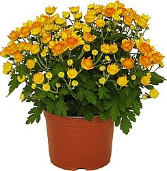 LISTOPADKA ZAHRADNÍ (CHRYSANTHEMUM MULTIFLORA)