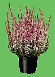 VŘES OBECNÝ „GARDEN GIRLS” (CALLUNA VULGARIS)