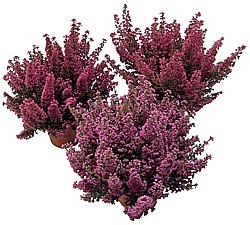 VŘESOVEC ČERVENÝ (ERICA GRACILIS)