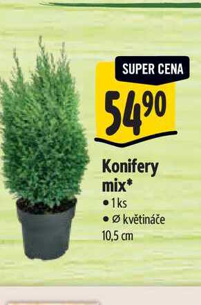   Konifery mix, pr. květináče 10,5 cm 