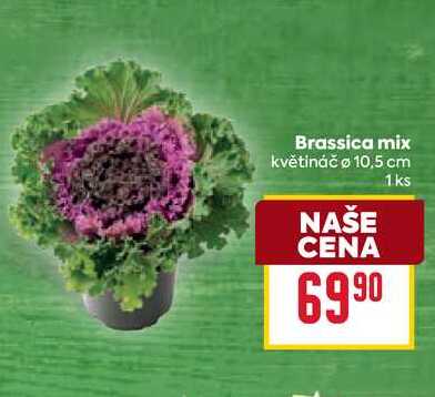 Brassica mix květináč o 10,5 cm 1ks